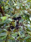 peeping white-nose monkey.JPG (76 KB)
